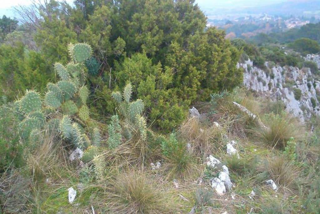 Proche D'Uzes La Terrasse Du Soleil Levant Collias Exteriör bild